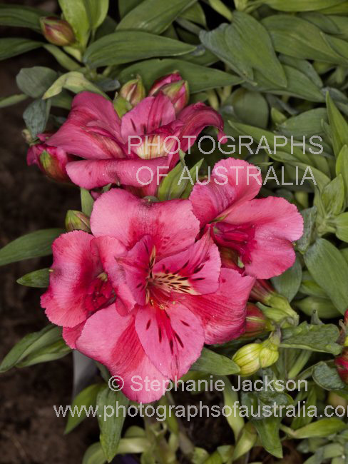 alstroemeria flowers