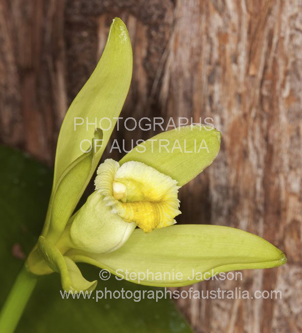 pale yellow flower of vanilla planifolia, vanilla orchid