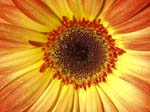 close up of orange yellow gerbera flower