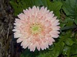 pale pink double gerbera with raindrops on petals