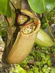 nepenthes truncata x sibuyanensis insecting eating carnivorous pitcher plant