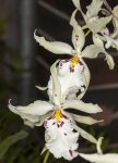 bealiara white flowers of orchid