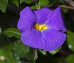 thunbergia erecta purple flower