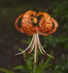 orange flower of Lilium tigrinum