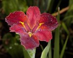 red flower of Louisiana iris