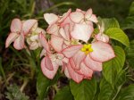 pink bracts and flowers of Mussaenda Queen Sirikit