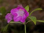 magenta flower of Ruellia macrantha