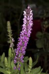 salvia nemorosa flowers