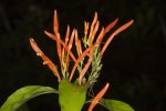 orange flowers of Justicia spicigera on black background