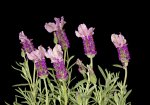 flowers of Lavender pedunculata Senheart