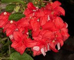 red bracts and flowers of Mussaenda 'Capricorn Dream'