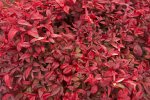 red foliage of Nandina domestica