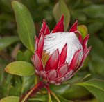 protea flower