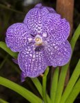 purple flower of orchid Vanda arambeen