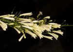 russelia equiseliformis