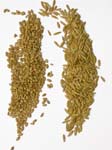grains of oats and wheat on white background