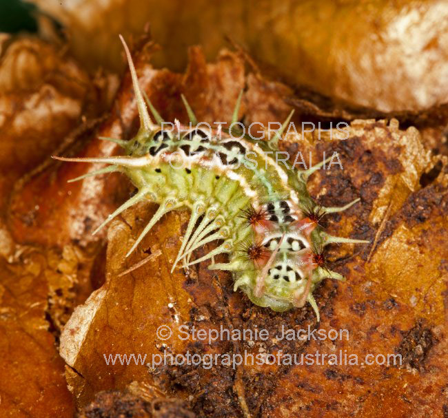 colourful caterpillar of four spotted cup moth doratifera quadriguttata