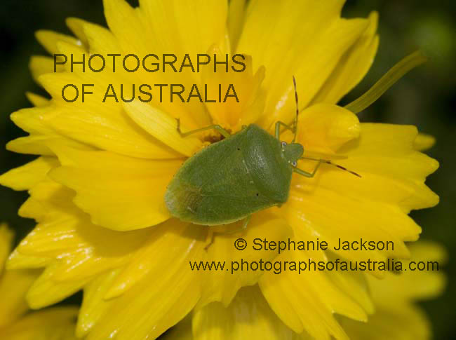 green shield bug on yellow flower