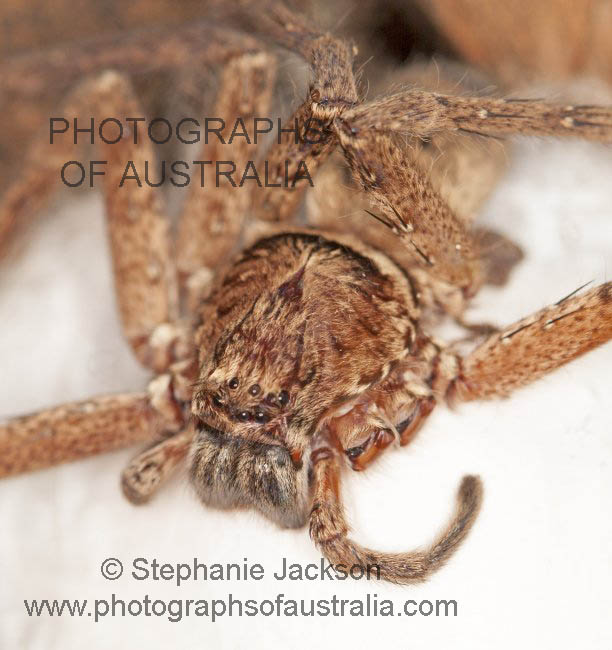 huntsman spider on egg sac
