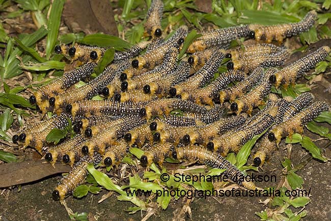 sawfly larvae