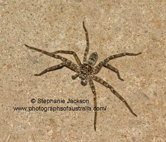 australian nigth hunting spider