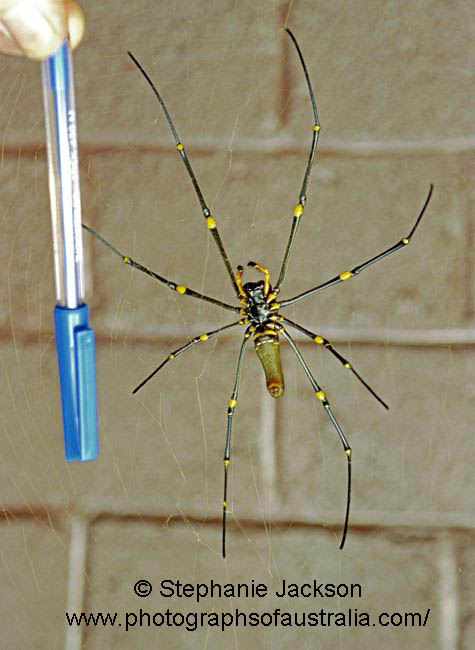 australian spider