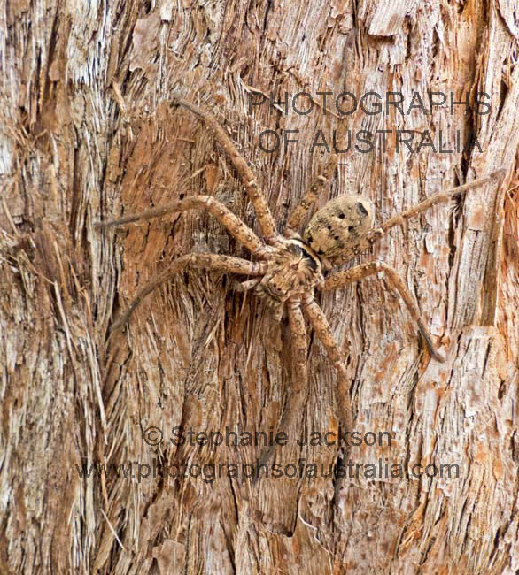 australian spider