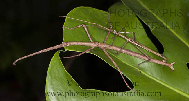 stick insects mating