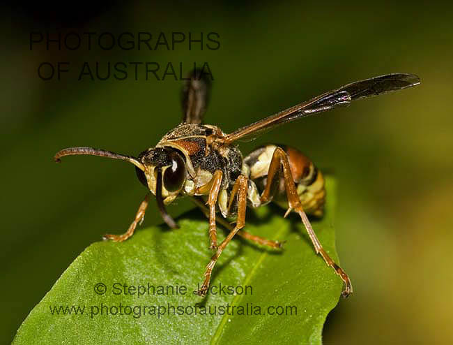 wasp on green leaf