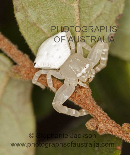 australian white flower / crab spider thomisus spectabilis