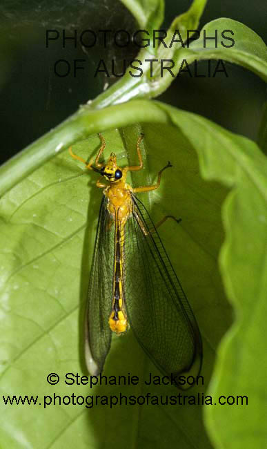 winged insect on green leaf