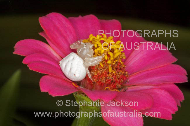 white flower / crab spider thomisus spectabilis on pink zinnia flower