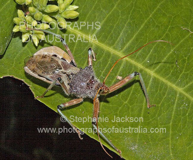 assassin bug Pristhecanthus plagipennis