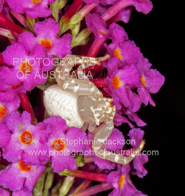 crab spider on buddleia flowers
