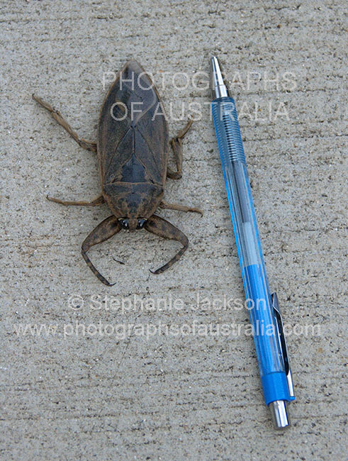 giant water bug, Lethocerus insulanus