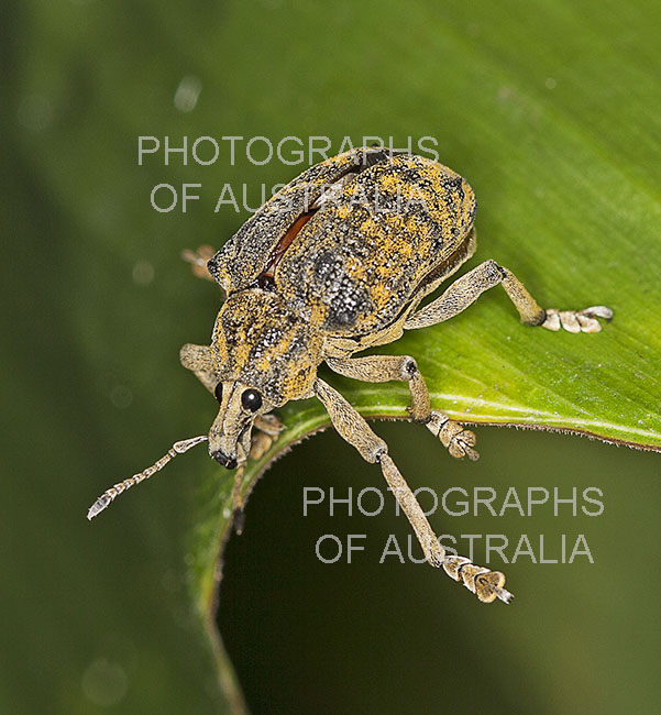 weevil, Hypera species