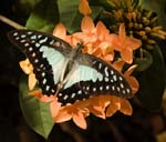 blue triangle butterfly graphium sarpedon choredon on ornage ixora flowers 