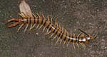 centipede