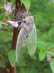 cicada during metamorphosis