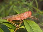 red grasshopper on green leaf