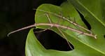 stick insects mating on green leaf