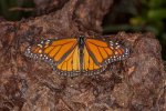 wanderer monarch butterfly danaus plexippus