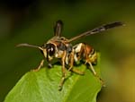 wasp on green leaf