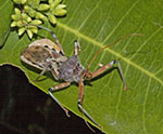 assassin bug Pristhecanthus plagipennis