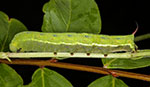 caterpillar_of_hawk_moth_Acosmeryx_anceus