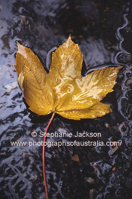 wet autumn leaf golden maple on black background