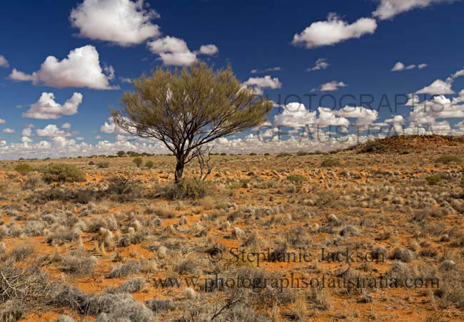 australian outback landscape with solitary tree