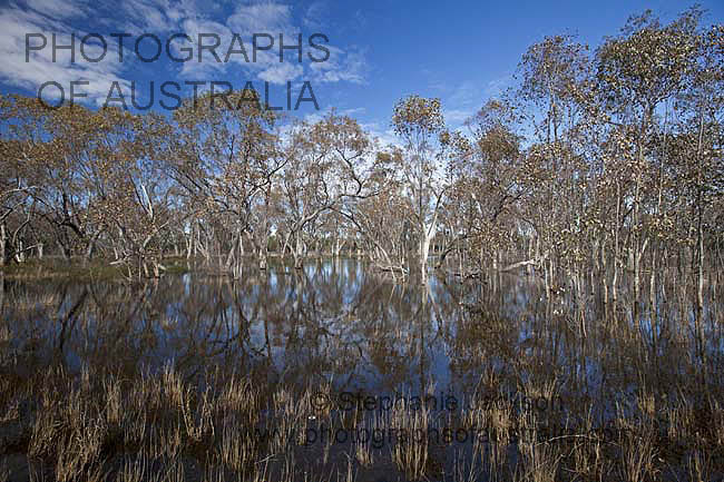 outback landscape near cunnamulla after rain transformed into lake after rain