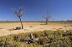 culgoa floodplains national park outback landscape queenslamd australia
