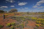 outback landscape with wildflowers